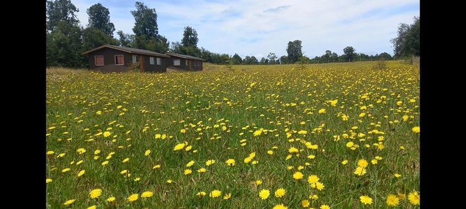 Vendo Parcela 5000 mts, con 2 casas, Lago Ranco