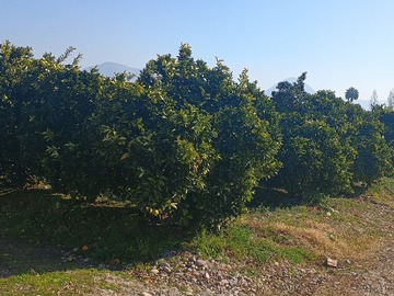 Parcela en venta en Puente de Tunca/Zuñiga, San Vicente de Tagua Tagua