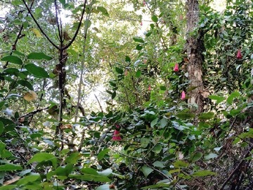 Sitio en venta en San nicolás, campo la paz, Florida