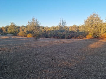 Terreno Agricola en venta en Parcelacion Isla Pencahue, Parcela 8 lote 2, Parral