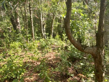 Terreno Agricola en venta en Terreno sector fundo los laureles, Longaví
