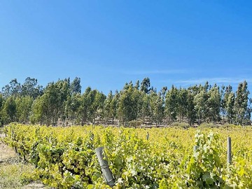 Terreno en venta en Preciosas Parcelas en Navidad (127978), Navidad