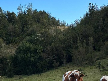 Terreno en venta en Parcela agrícola Puerto Montt , km30 (66398), Puerto Montt