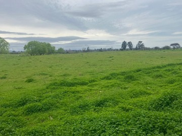 Terreno Agricola en venta en Buli Estacion, San Carlos