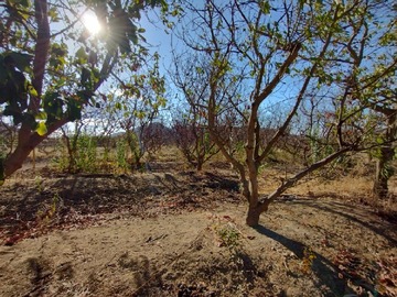 Parcela en venta en Larmahue, Pichidegua