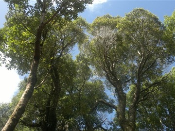 Parcela en venta en Venta de Terreno 50 Hectáreas – Quellón, Sector Molulco Natri, Chiloé, Quellón