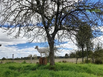 Terreno Agricola en venta en A 3 km de la Ruta 5 Sur y a 20 km de Frutillar, Frutillar