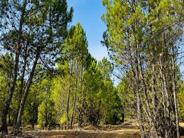 Parcela en venta en Parral, Parral