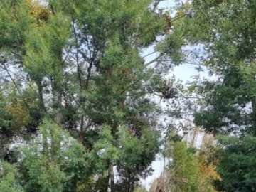 Parcela en venta en Venta de Parcelas San Carlos Ñuble
