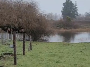 Parcela en venta en Collico, Río Bueno