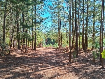 Parcela en venta en Sector Los Cristales, Ruta J-954, Licantén