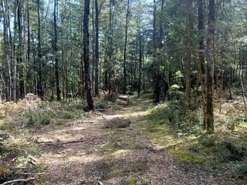 Terreno en venta en Venta Parcela Villarrica Pino Huacho (173834), Villarrica