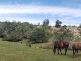 Terreno Agricola en venta en Rio baker & el arbolito, Cochrane