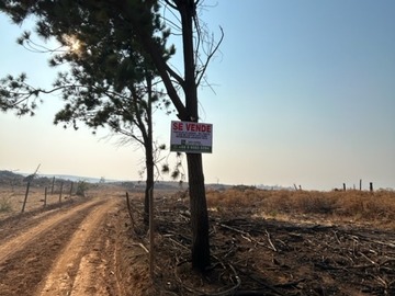 Venta / Terreno / Curepto