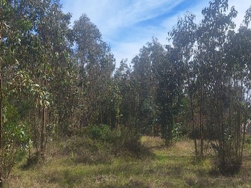 Parcela en venta en Venta Parcela en Condominio Lomas del Totoral Quisco 5.086m2