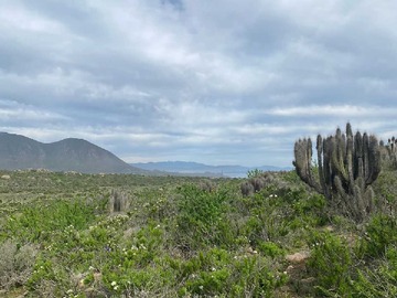 Terreno en venta en terreno Coquimbo 5000mt2 rol propio Venta (70904), Coquimbo