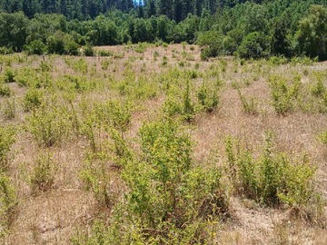 Terreno en venta en Oportunidad-Campo, Tranquilidad, Vega de Salas (182698), Linares