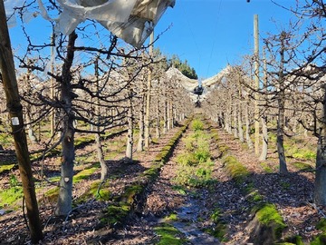 Terreno Agricola en venta en Villa alegre, Villa Alegre