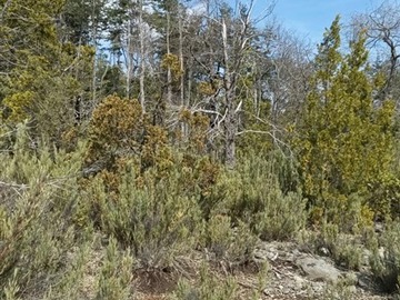 Sitio en venta en La Puntilla de San Juan / Región Ñuble, Coihueco