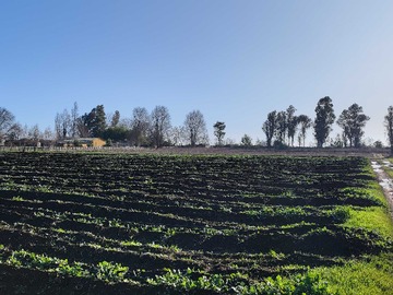 Terreno en venta en Se vende espectacular parcelas planas (25820), Chillán