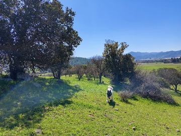 Terreno en venta en Terreno 6.450m2, Santa Cruz, Sexta Región.