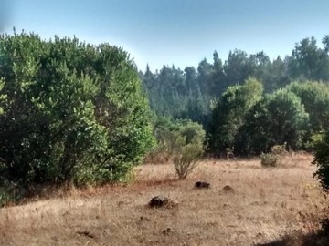 Parcela en venta en Predio las pitras, Nacimiento