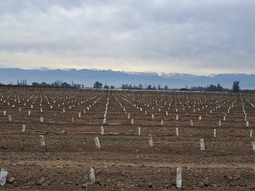 Terreno Agricola en venta en 10 Km de Ruta Sur 5 (166381), Rengo