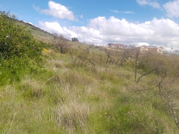 Terreno en venta en Terreno 5000mts2 Litueche Solo Efectivo