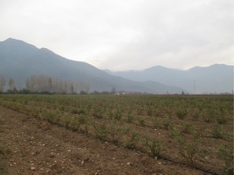 Parcela en venta en Venta Predio Agricola- Coltauco