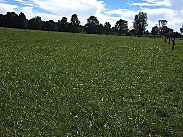 Venta / Terreno / Puerto Octay