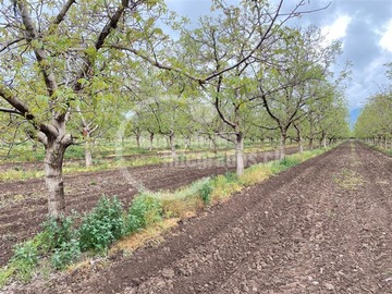 Sitio en venta en San isidro de paine, Paine