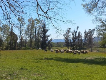 Terreno en venta en Tercera Faja (73977), Pitrufquén