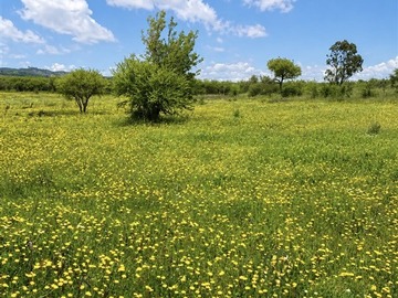 Parcela en venta en San javier, San Javier de Loncomilla