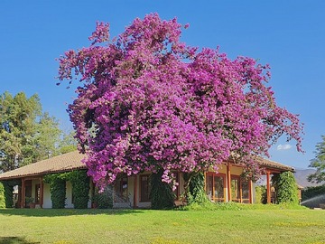 Parcela en venta en Parcela en venta, pircas de huelquen, paine, Paine - 5 dormitorios, 4 baños