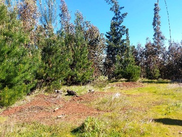Terreno en venta en Venta Parcela 5.000 m² en Cholchol (172581), Cholchol