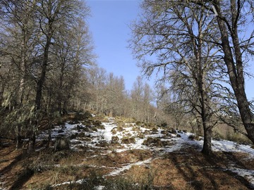 Sitio en venta en Dos pinos, lonquimay, Lonquimay