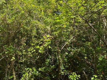 Sitio en venta en Pucón, Pucón