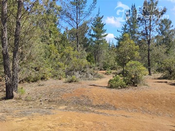 Parcela en arriendo mensual en Cerro lo Castillo, ruta L751 con L705, Párral, Parral