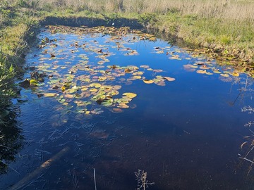 Venta / Terreno Agricola / Villarrica
