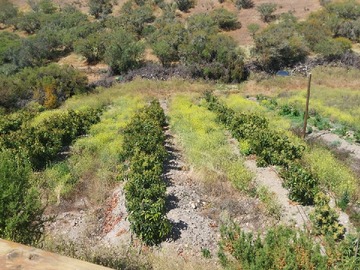 Terreno en venta en Ovalle 10;59 Hs cultivos Inversión Natural (173670), Ovalle