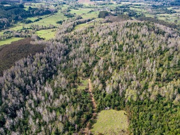 Terreno Agricola en venta en Conectividad y Comodidad en Un Solo Lugar (175845), Fresia