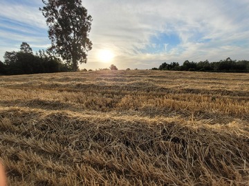 Venta / Parcela / Pitrufquén