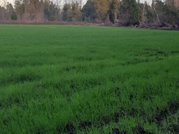 Terreno Agricola en venta en San octavio, Los Ángeles