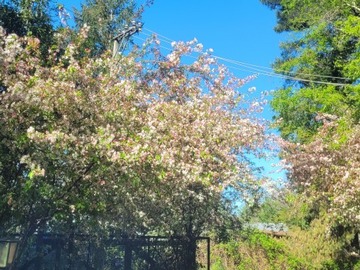 Parcela en venta en Km 2.5 camino villarrica - loncoche, Villarrica
