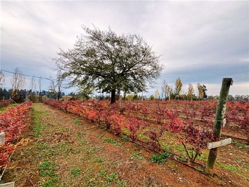 Terreno Agricola en venta en San Clemente, San Clemente