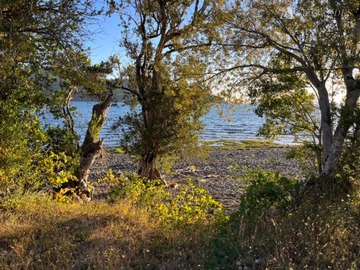 Venta / Sitio / Río Bueno