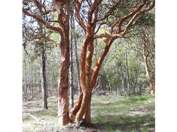 Parcela en venta en Los riscos, Pucón