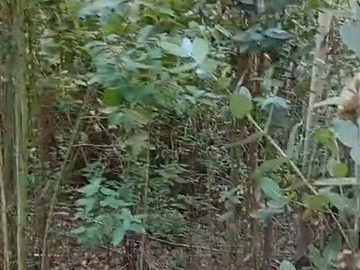 Parcela en venta en carrirrinnni camino chol chol comuna nueva imperial, Nueva Imperial