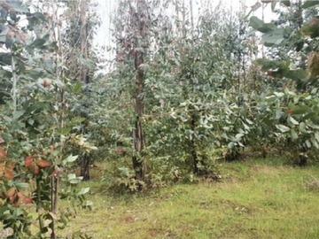 Terreno Agricola en venta en Colpi, Traiguén