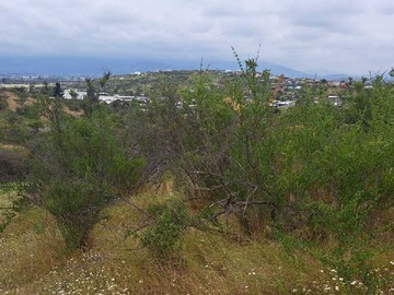 Terreno en venta en San Pedro quillota,Vende sitio 7.000 mts2 (154645), Quillota